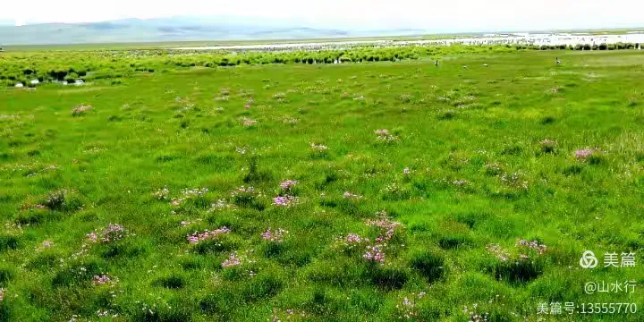 四川草皮基地