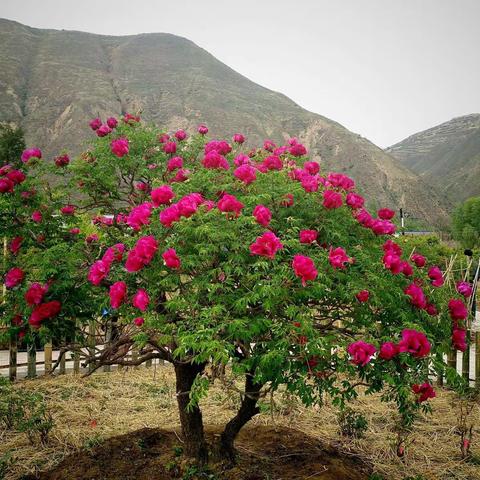 龙川河畔家门口植物园的牡丹花欣赏