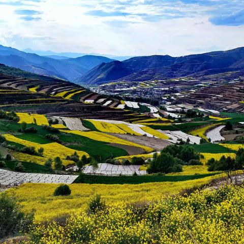 蔡家坪印象（五）高山上的油菜花田