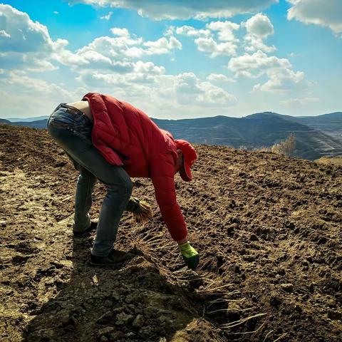 蔡家坪印象(三)  美丽马泉春来黄土正生金