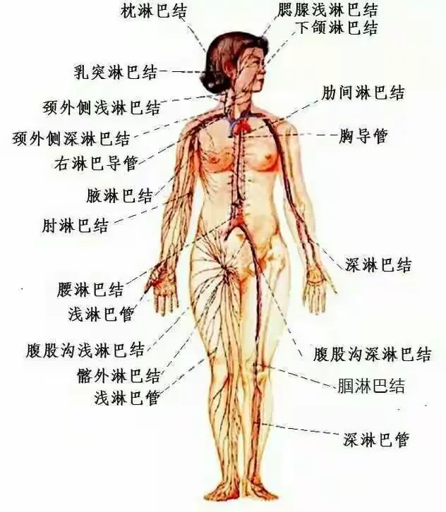 定期清理淋巴，既能排毒素又能瘦身!预约清理15966972573