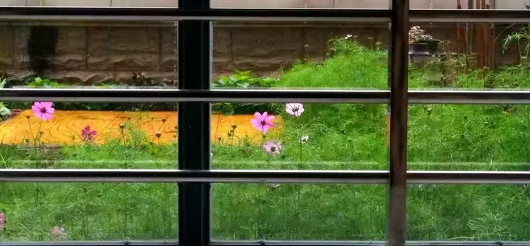 格桑花种子种植方法步骤