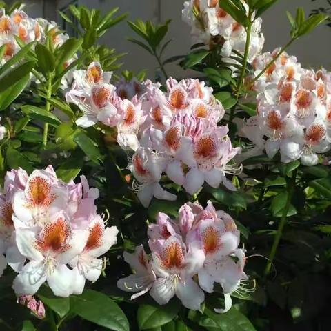 樱花过后 百花争艳