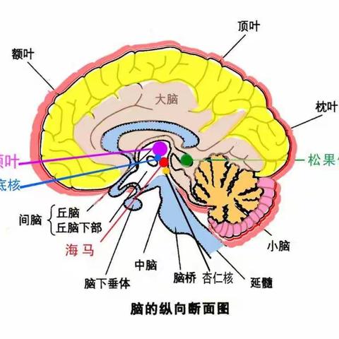 融侨鑫苑欢乐树幼儿园引进《爱育幼童全脑开发集团》为宝贝送来免费试听重磅福利！！！