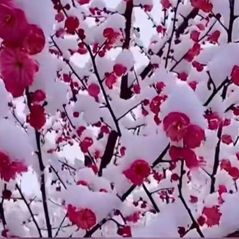 梅雪情