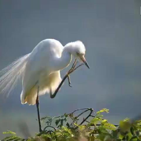 五七班 《白鹭》朗诵会