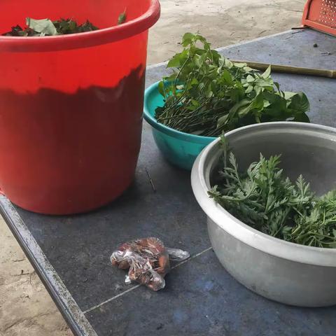 汲取壮人之智慧，植物染色神功之实践        张黄镇阳春小学三月三五彩糯米饭制作活动