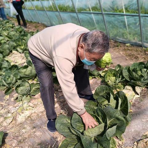 天津北辰西堤头采摘