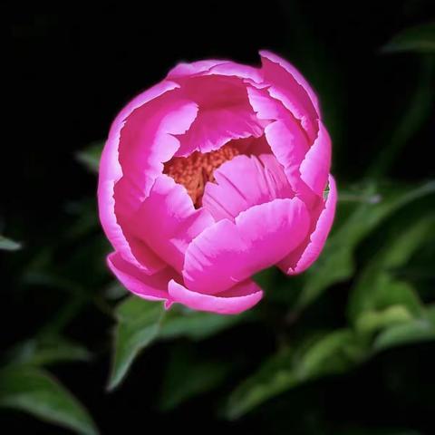 【我的人间四月天】之三 芍药、玫瑰竞芳菲