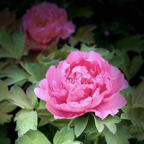 【我的人间四月天】之一 牡丹花开动龙城