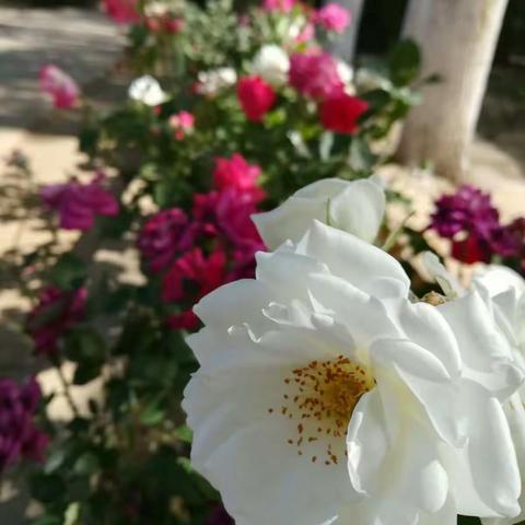 落红不是无情物 化作春泥更护花