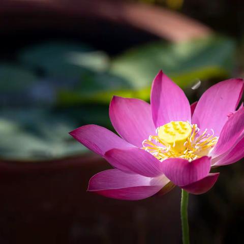 美之源花木农场--荷花