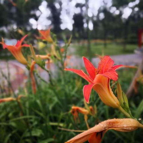 萱草