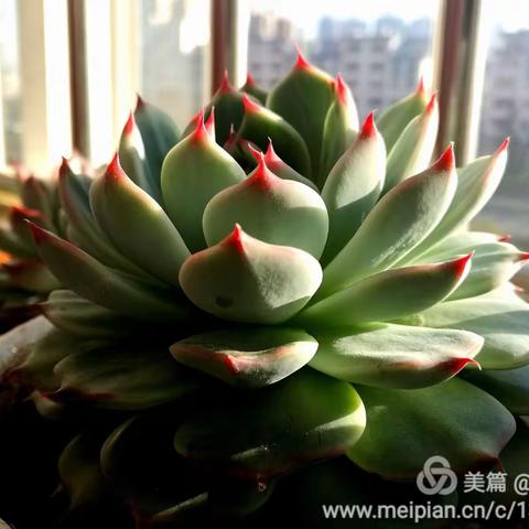 周桂芬的“心头肉”。