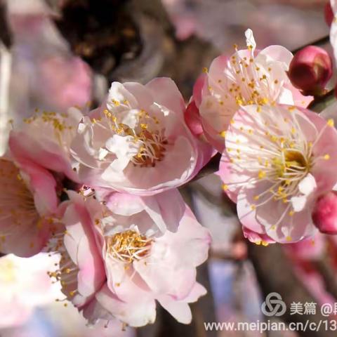 梅花三弄