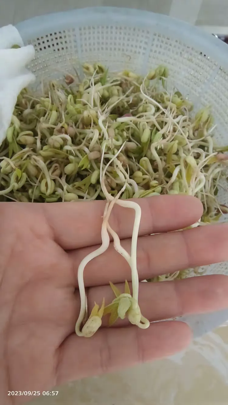绿豆发芽成长记