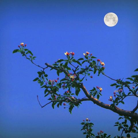 七绝•那年那村那夜（七首）