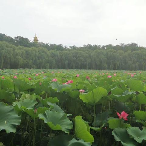 七绝•荷情（九首）