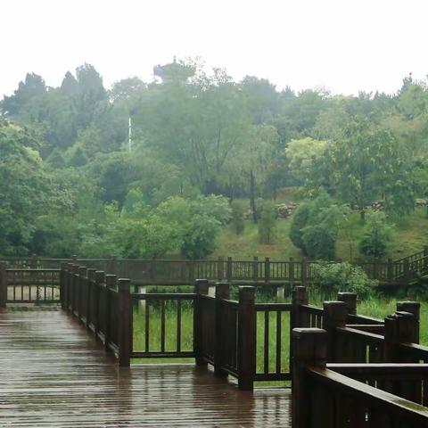 天净沙•端午雨