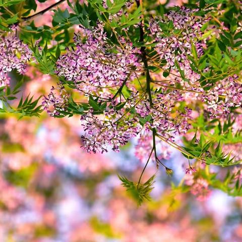 又是一年楝花香！