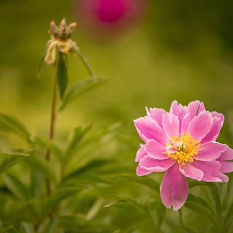 达活泉‖又是一年芍药花开时