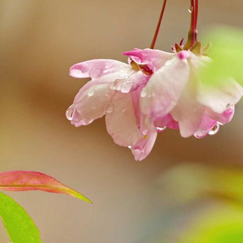 雨天  如何拍出新意