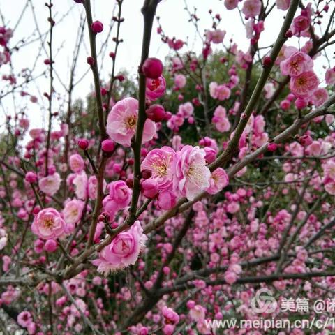 桃冲桃园新村的变化（繁昌荻港）