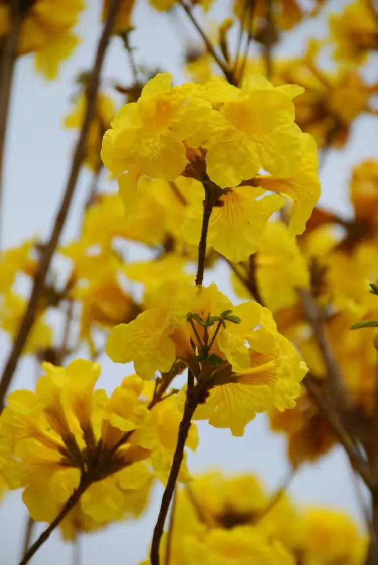 同安后烧里黄花风铃木花园踏青