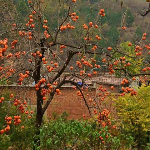 【多彩高都教研】疫路逐梦正当时——九·6班网课掠影