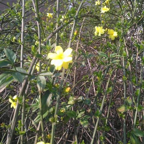 春花烂漫