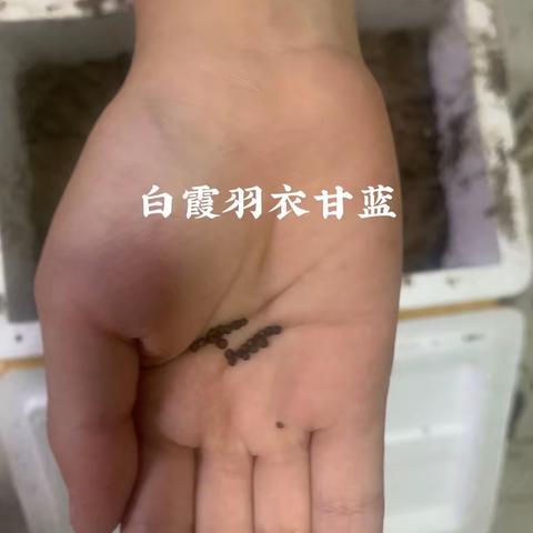 羽衣甘蓝成长观察日志汇总篇