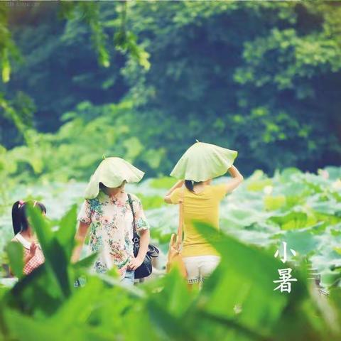 二十四节气之小暑