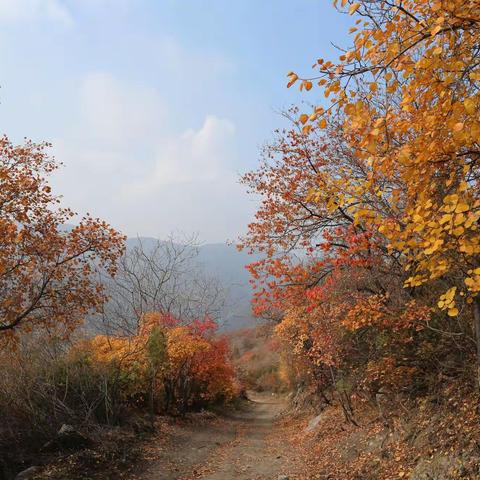 龙山红叶