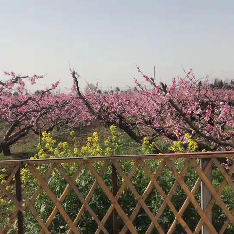 2018年春季踏春赏花暨文化旅游活动——桃花朵朵开 三原欢迎您（西鉴）