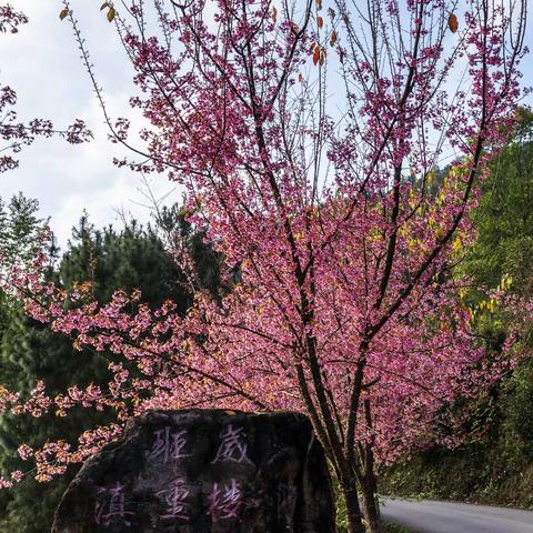 无量班巍樱花赏之怡情