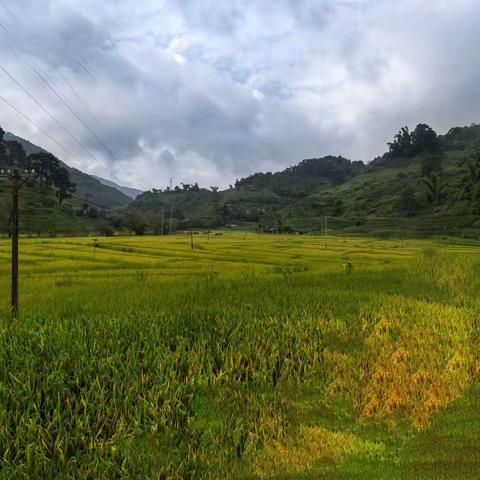 太忠镇嘎仰村稻花鱼百香果农耕文化旅游地必去之