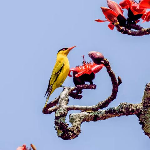 鸟儿飞来采花蜜