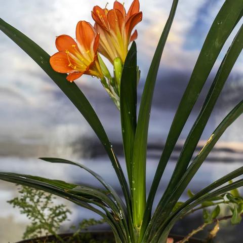 花开大约在冬季