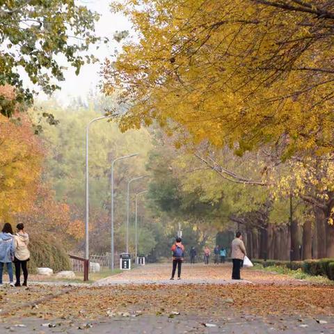 人若有醉醉金秋 满园金装遍地留 - 朝阳园中秋意浓