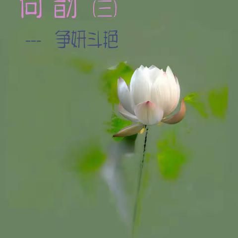 荷 韵（三） 争妍斗艳 (1)