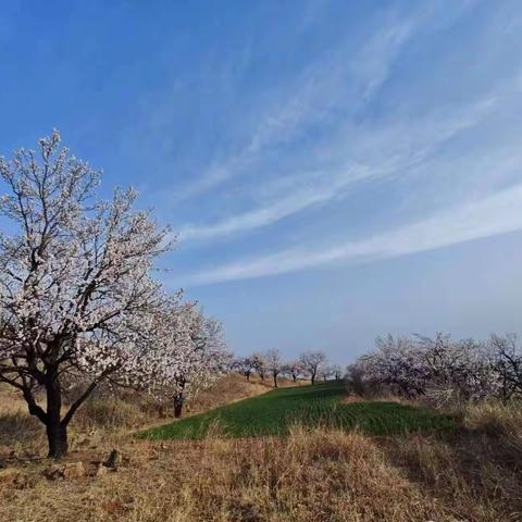 缑氏镇：春风十里，杏花源等你