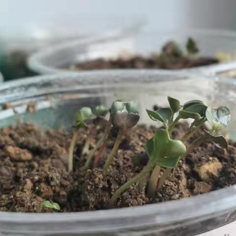 坐等吃水萝卜啦～