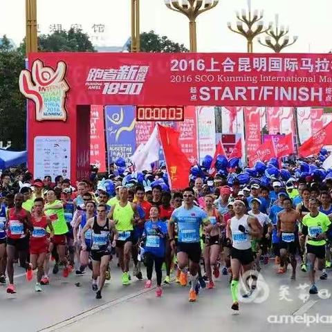 和红嘴鸥一起飞翔 __上合昆马印象