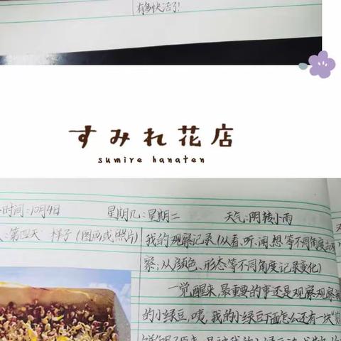 国庆豆芽观察日记优秀集
