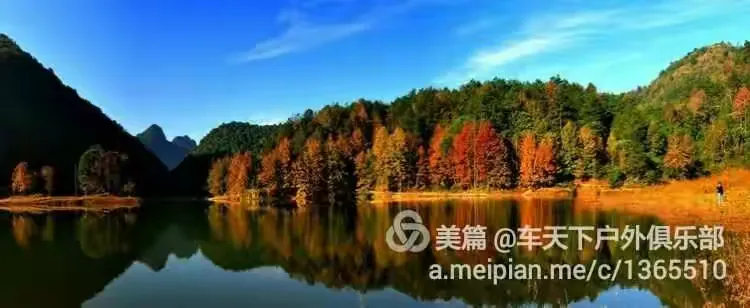 红枫小苗的价格