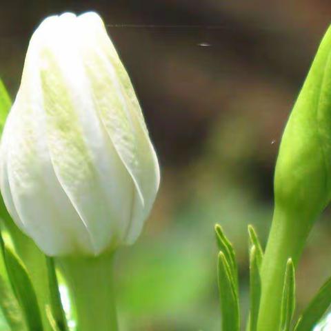 （原创）（诗文）百花系列（1）夏花