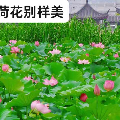 沙湖公园 初夏的荷花别样红……