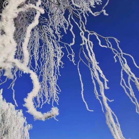 万条冰瀑挂青天（雾凇 诗.图）