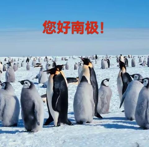 南极我来啦！WH之旅实地拍摄