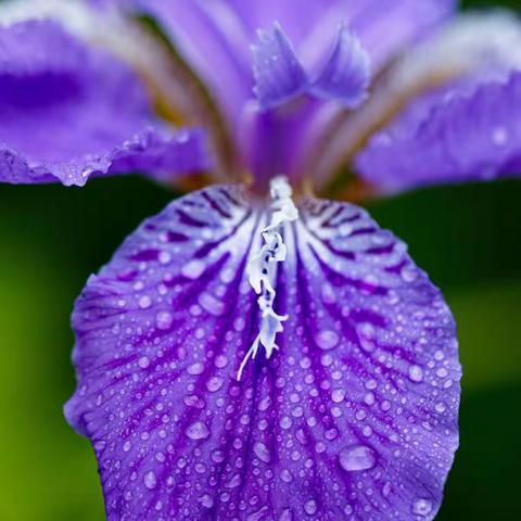 美丽的紫色心情—雨中鸢尾